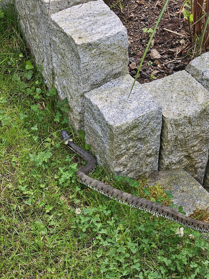 FW-EN: Schlange im Garten